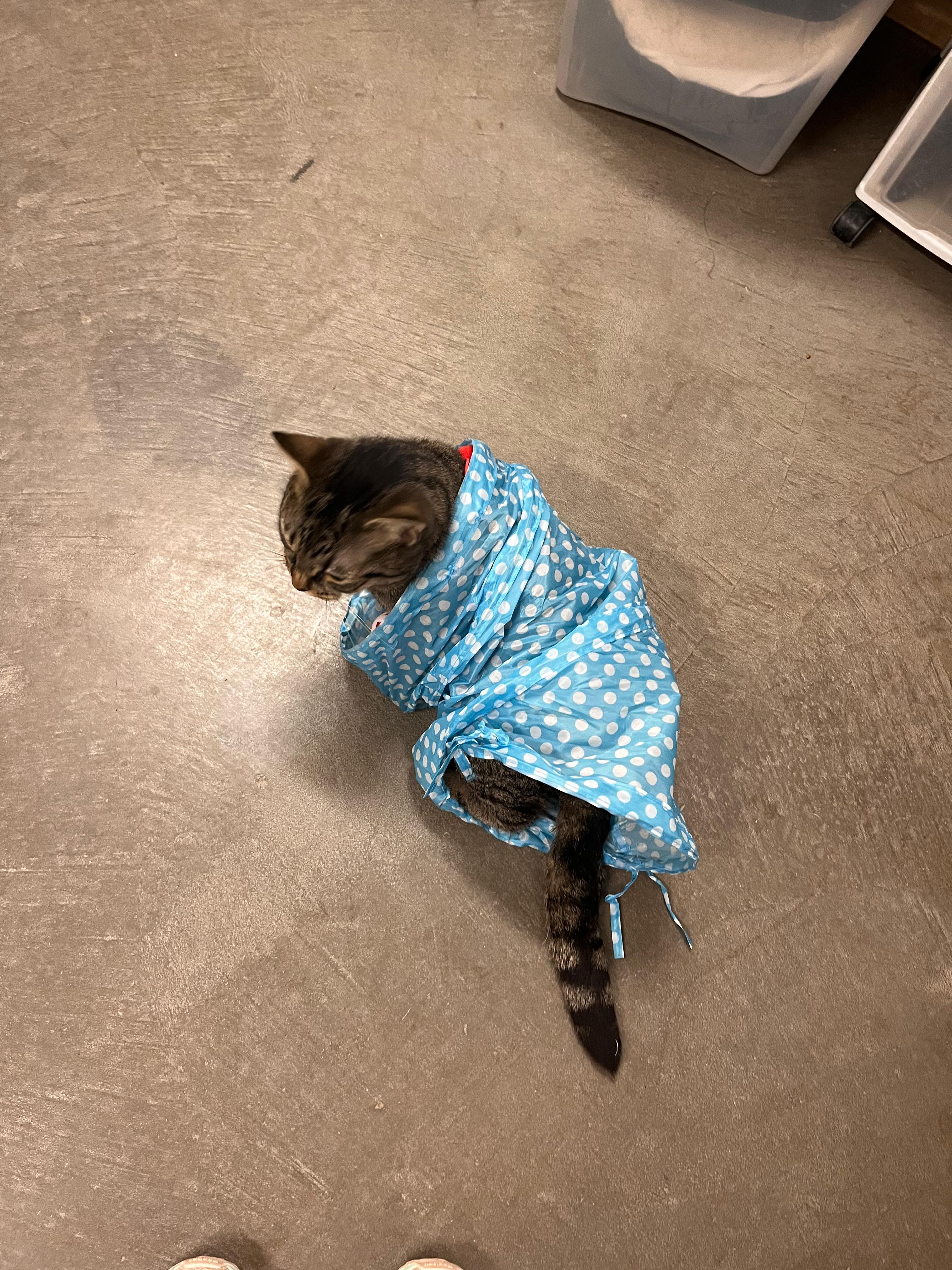 Enlarge Chiquita, a Adoptable Domestic Short Hair in Renfrew, PA image 3/5