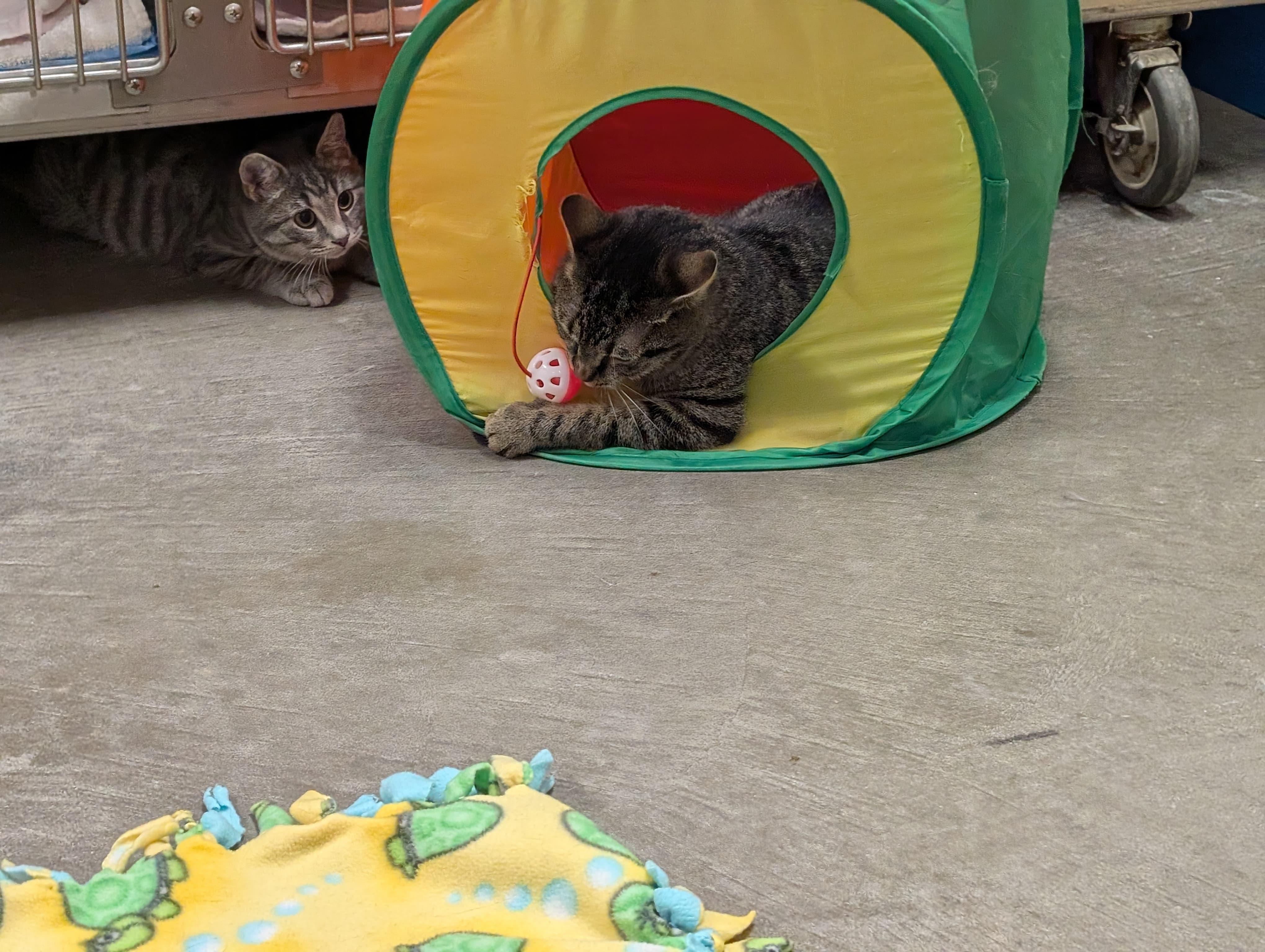 Enlarge Chiquita, a Adoptable Domestic Short Hair in Renfrew, PA image 2/5