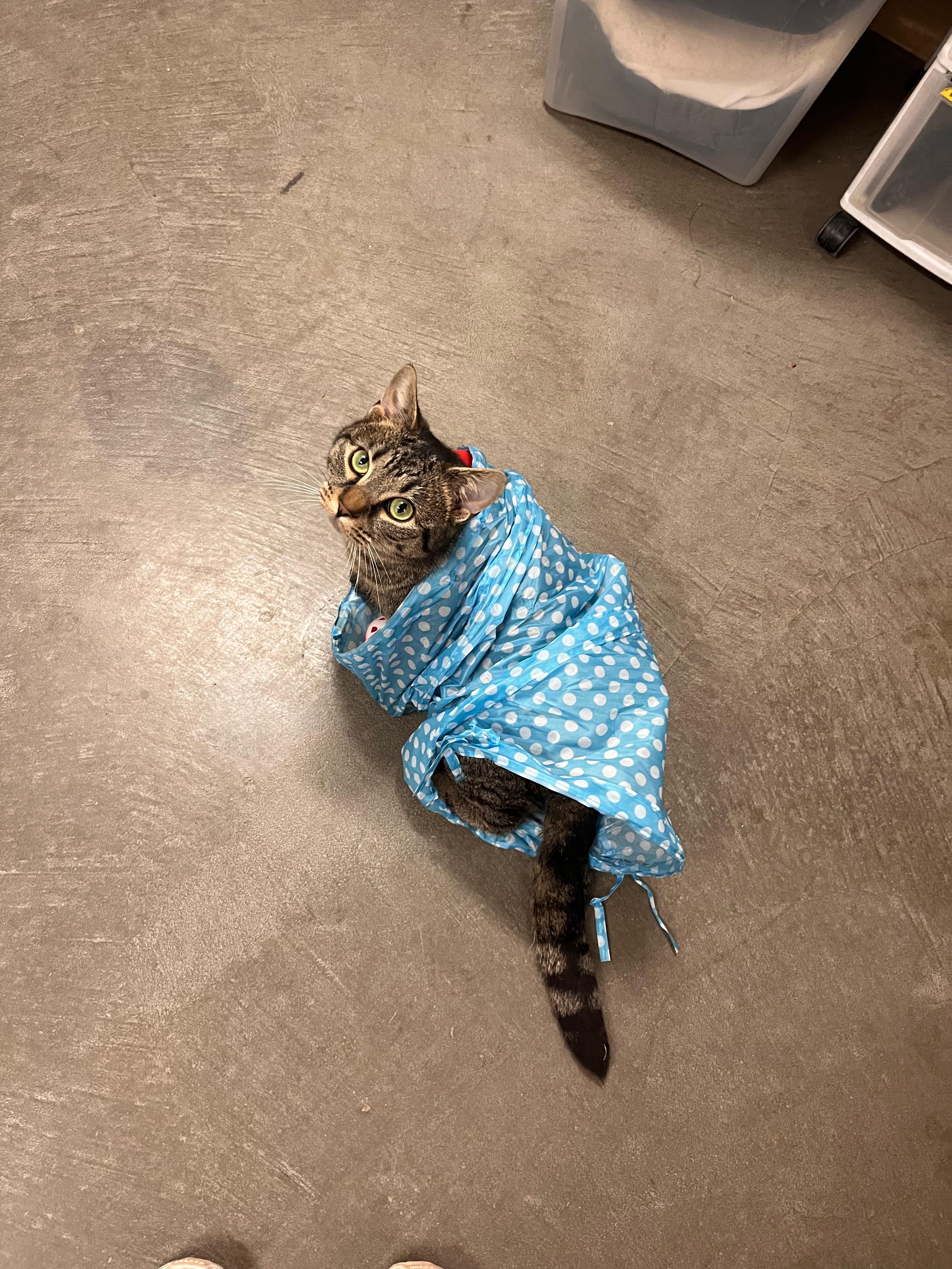 Enlarge Chiquita, a Adoptable Domestic Short Hair in Renfrew, PA image 5/5