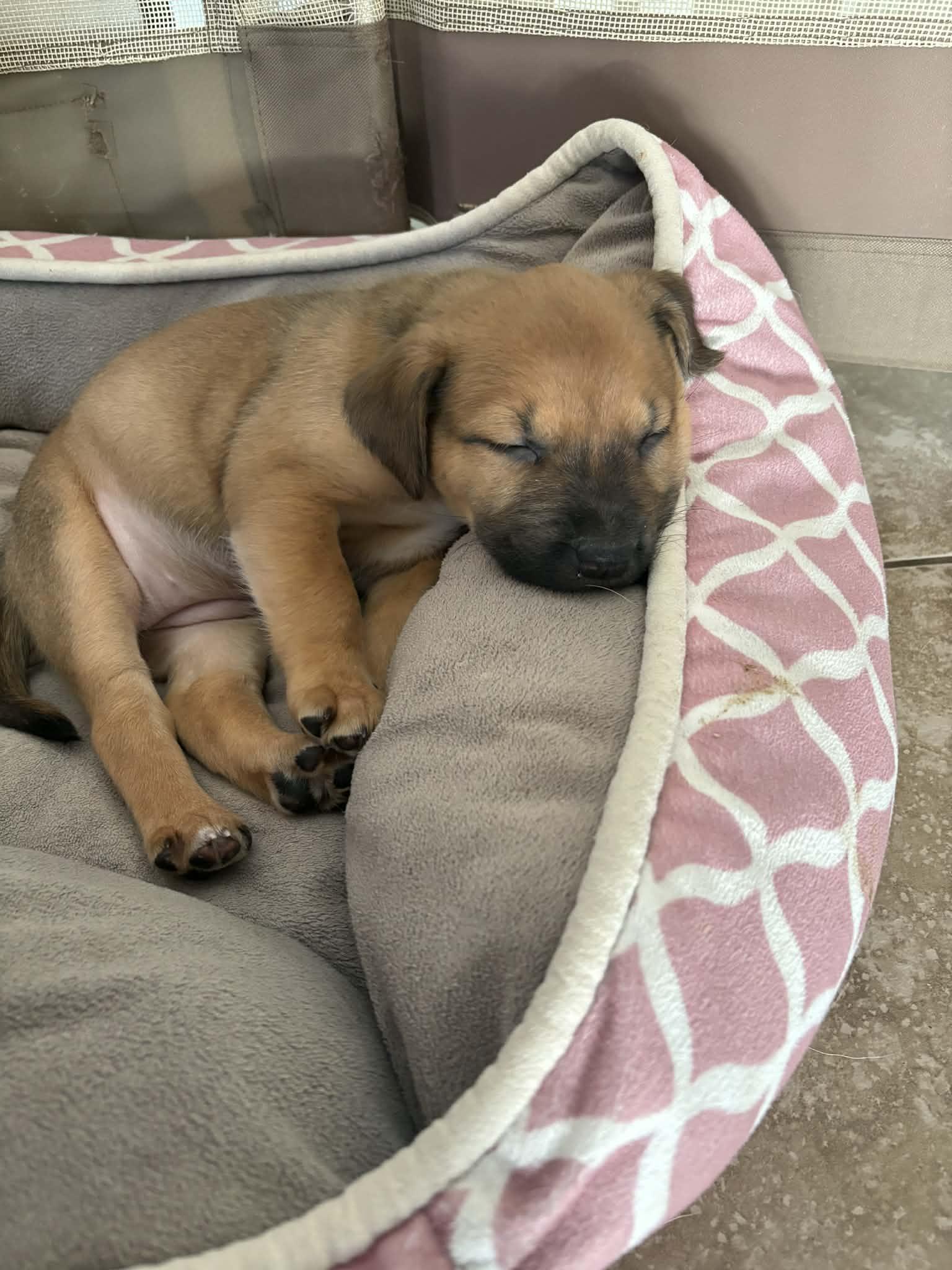 Halo, Adoptable, Puppy Female Labrador Retriever & Pit Bull Terrier.