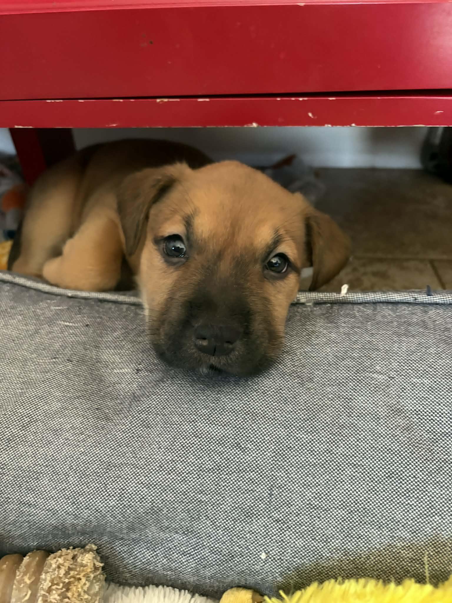 Enlarge Halo, a Adoptable mixed breed in O'Fallon, MO image 2/3