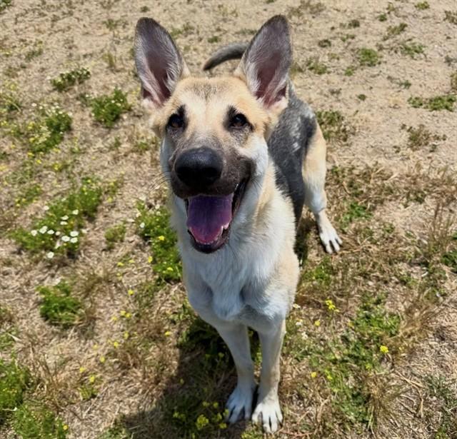 SADIE, Adoptable, Young Female German Shepherd Dog.