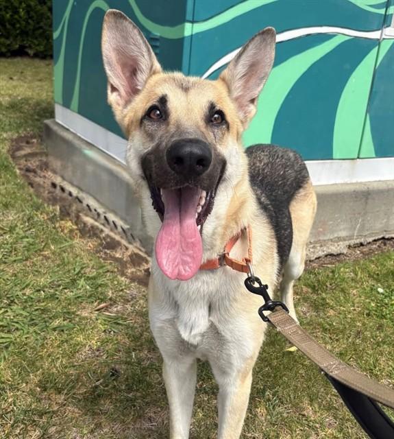 SADIE, Adoptable, Young Female German Shepherd Dog.