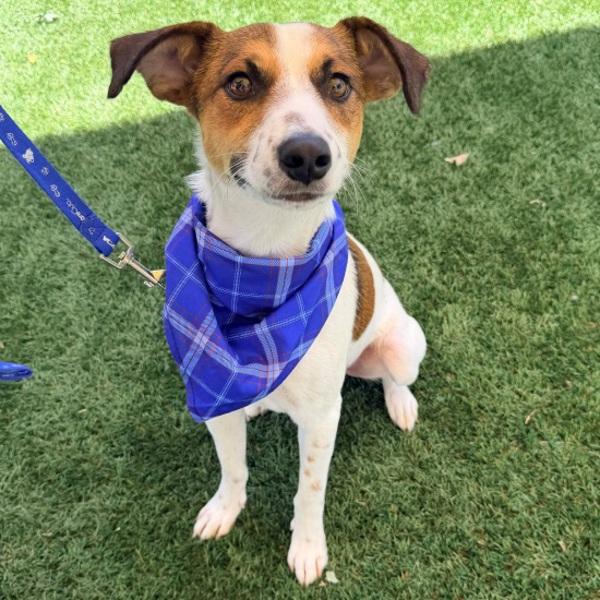Eric, Adoptable, Young Male Jack Russell Terrier.