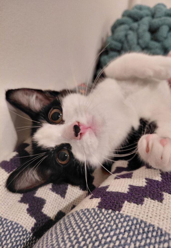 Bandit, Adoptable, Kitten Male Domestic Short Hair.