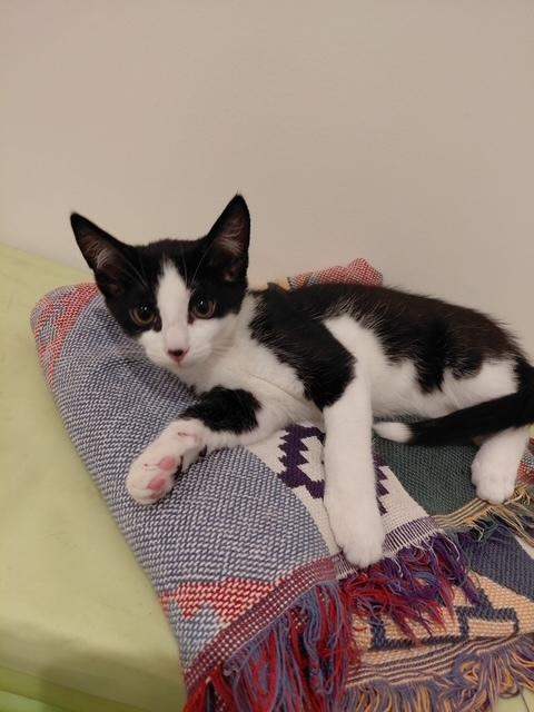 Bandit, a Adoptable Domestic Short Hair in Greenbelt, MD image 2/2