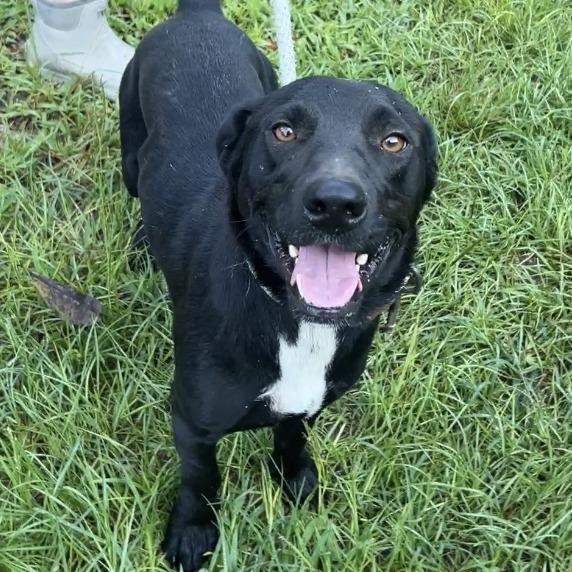 Enlarge Sony, a Adoptable mixed breed in Wiggins, MS image 1/1