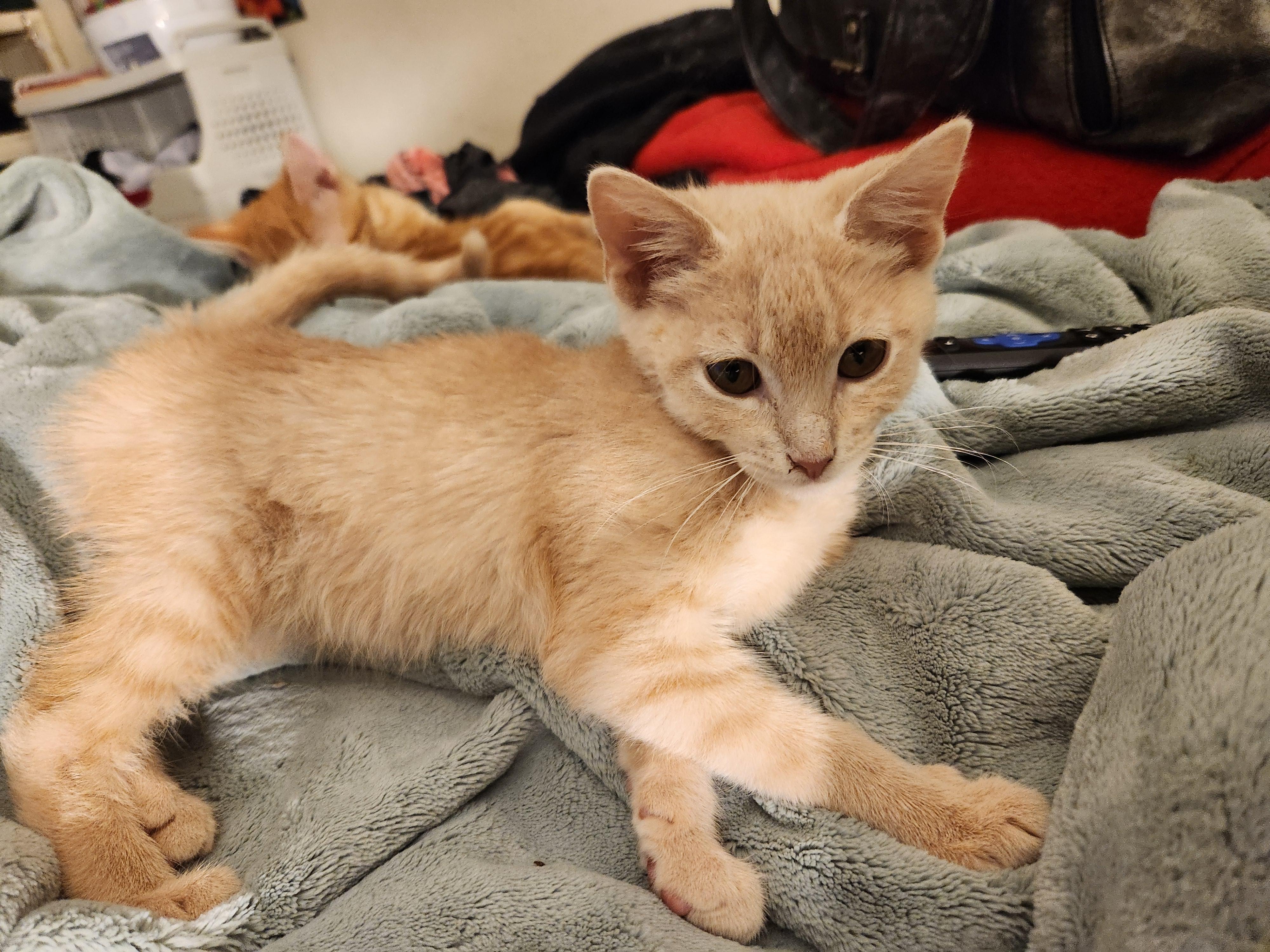 Enlarge Conner, a Adoptable Domestic Short Hair in Faribault, MN image 1/2