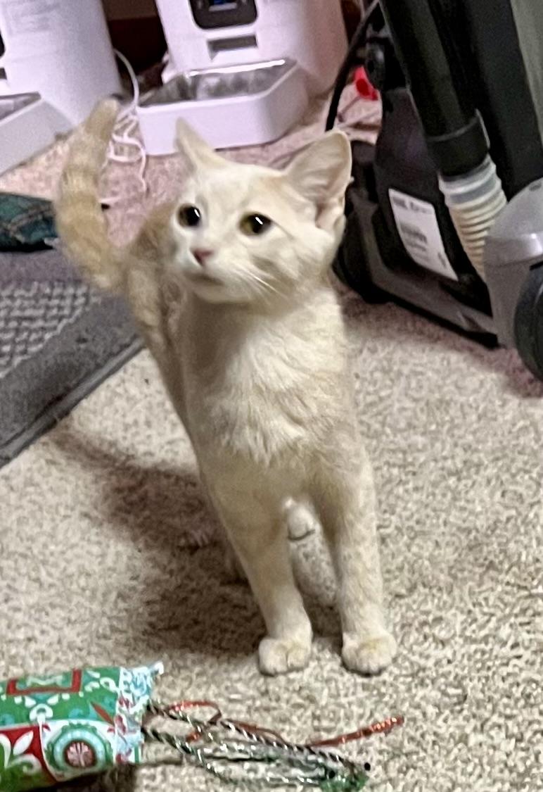 Enlarge Conner, an adoptable Domestic Short Hair in Faribault, MN image 3/3