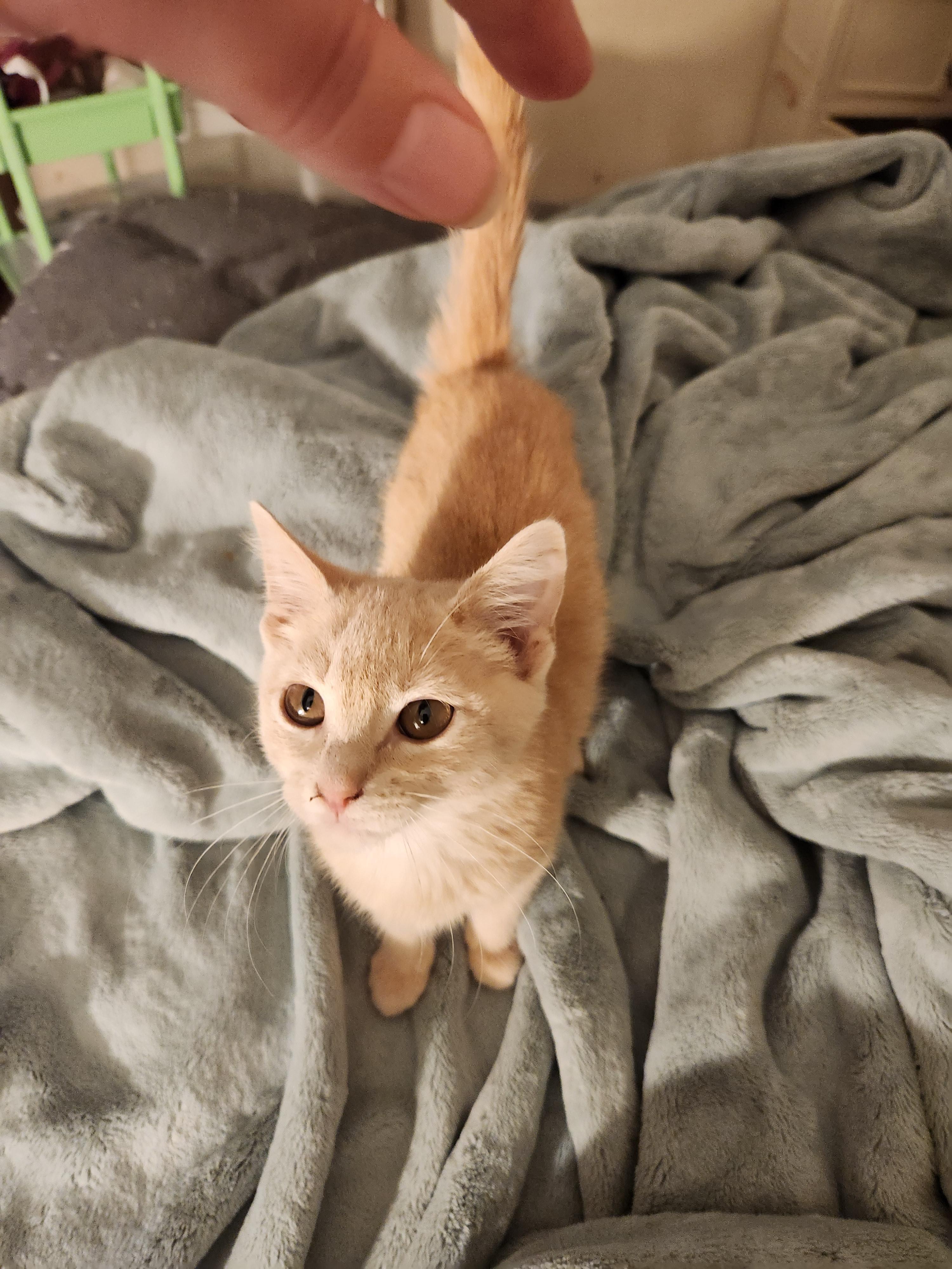 Enlarge Conner, a Adoptable Domestic Short Hair in Faribault, MN image 2/2