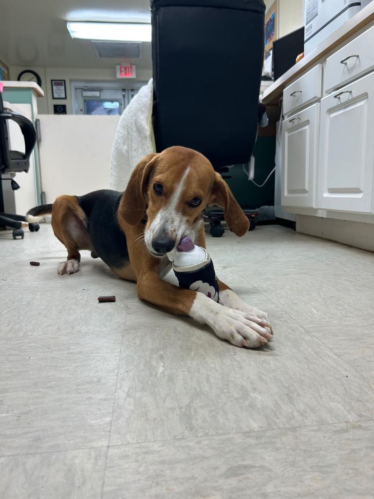 Bark Wahlberg, Adoptable, Young Male Hound.