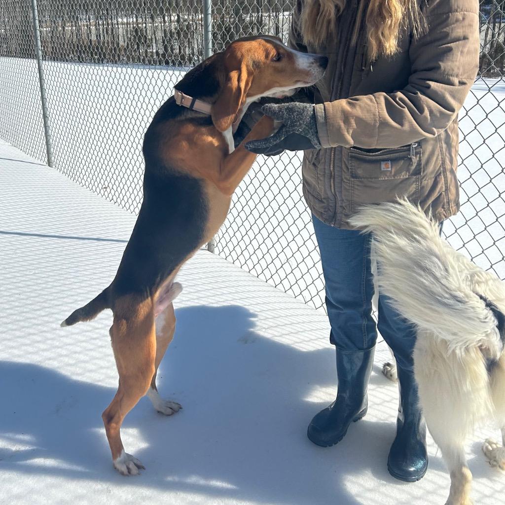 Bark Wahlberg, a Adoptable Hound in Mineral, VA image 2/5