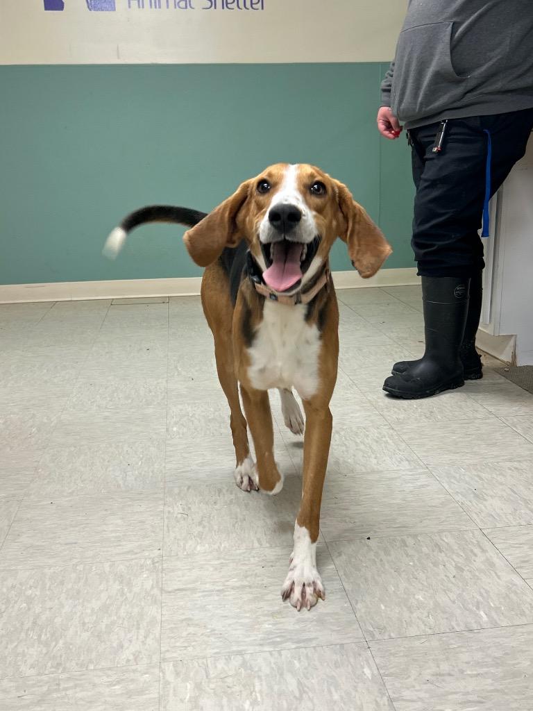 Bark Wahlberg, a Adoptable Hound in Mineral, VA image 4/5