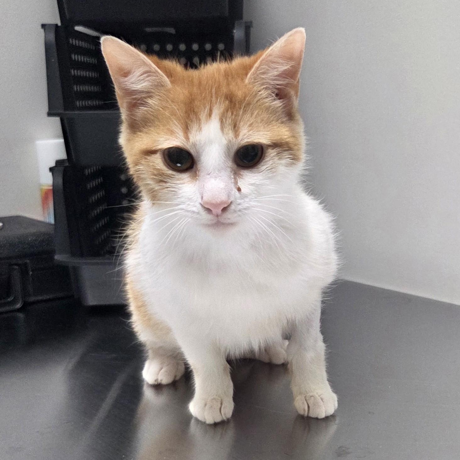 Enlarge Sherbert, an adopted Domestic Short Hair in SNOW HILL, NC image 1/1
