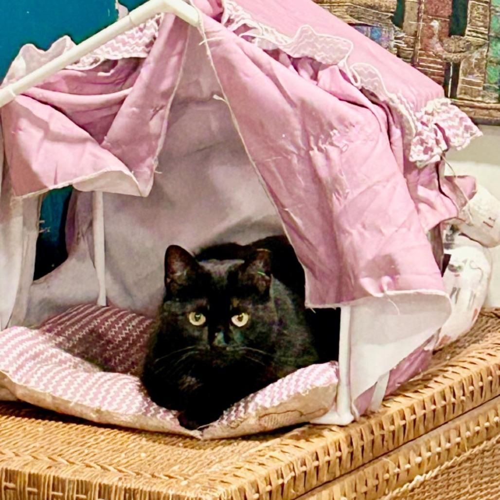 Tiny, Adoptable, Senior Female Domestic Short Hair.