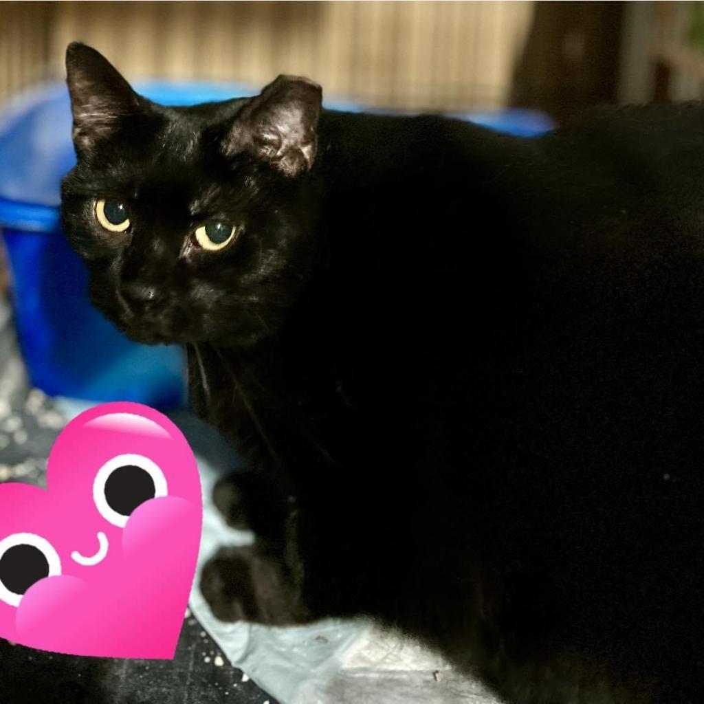 Enlarge Tiny, a Adoptable Domestic Short Hair in Pocono Summit, PA image 3/6