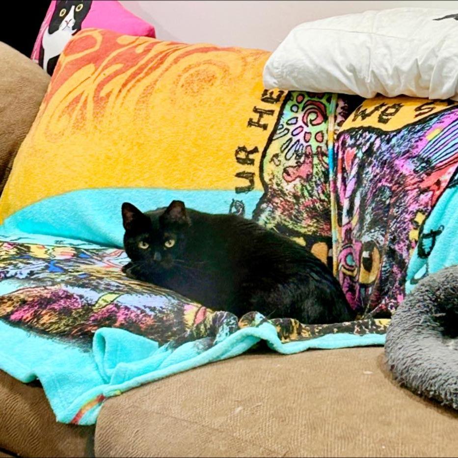 Enlarge Tiny, a Adoptable Domestic Short Hair in Pocono Summit, PA image 4/6