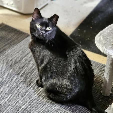 Enlarge Tiny, a Adoptable Domestic Short Hair in Pocono Summit, PA image 5/6