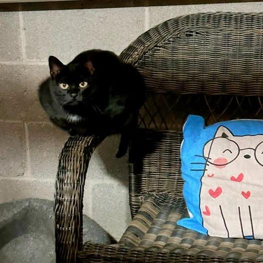 Enlarge Tiny, a Adoptable Domestic Short Hair in Pocono Summit, PA image 6/6