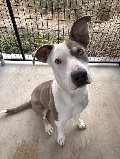 Enlarge Stitch, a Adoptable mixed breed in Redmond, OR image 1/1