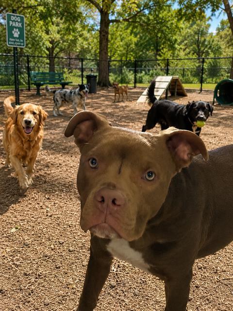 JEFE, Adoptable, Adult Male Pit Bull Terrier.
