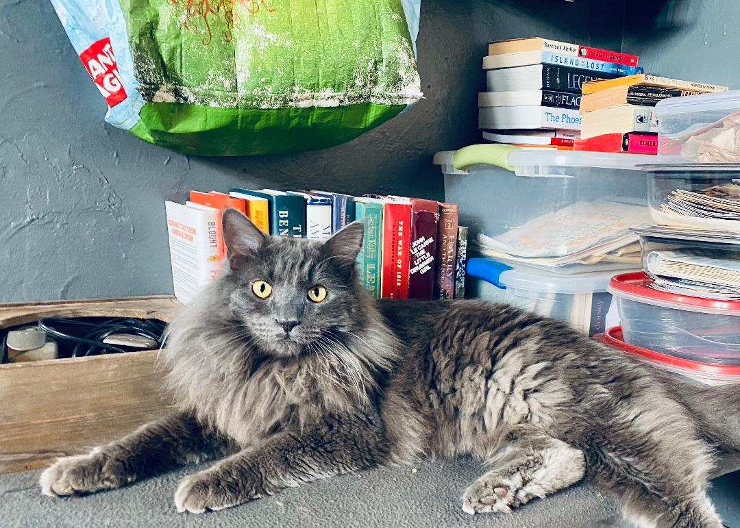 Pothole, Adopted, Young Male Nebelung.