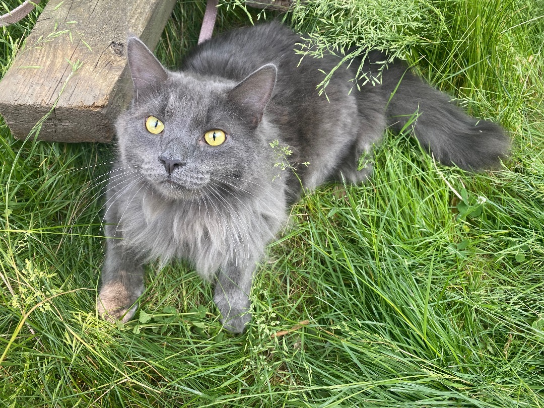 Pothole, a Adopted Nebelung in Akron, OH image 2/6