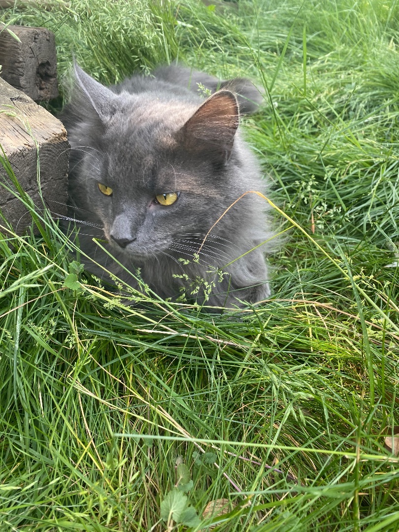 Pothole, a Adopted Nebelung in Akron, OH image 3/6