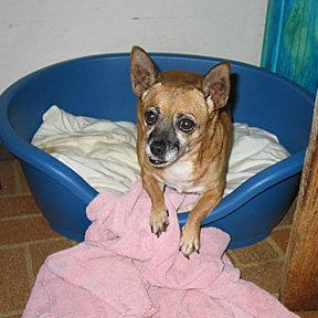 Candy FOSTERED!, Adopted, Young Female Chihuahua & Dachshund.