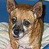 Enlarge Candy FOSTERED!, a Adopted mixed breed in Apple Valley, CA image 2/2
