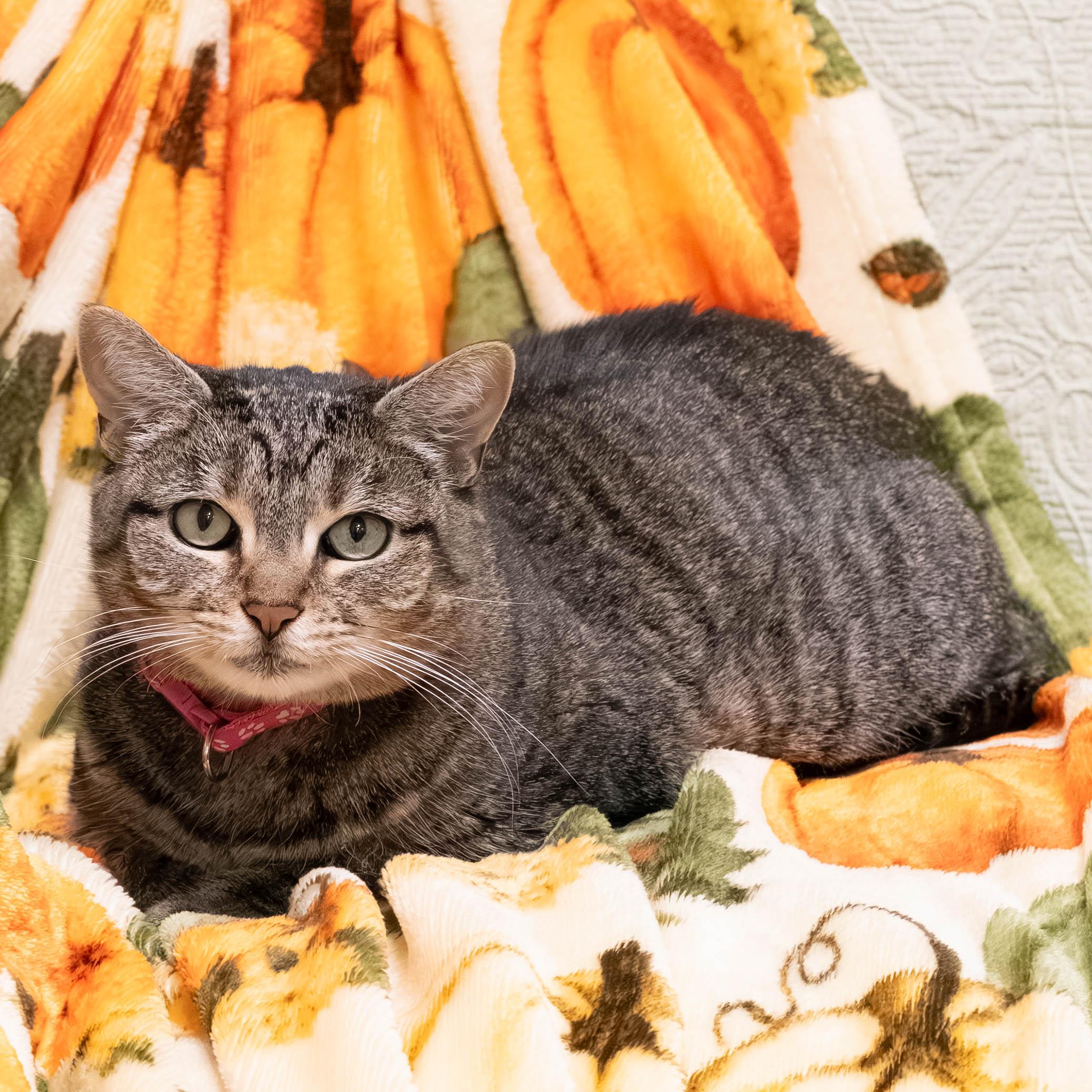 Enlarge Gemma, a Adoptable mixed breed in Briarcliff Manor, NY image 1/6