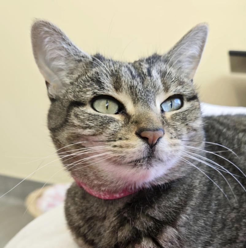 Enlarge Gemma, a Adoptable mixed breed in Briarcliff Manor, NY image 6/6