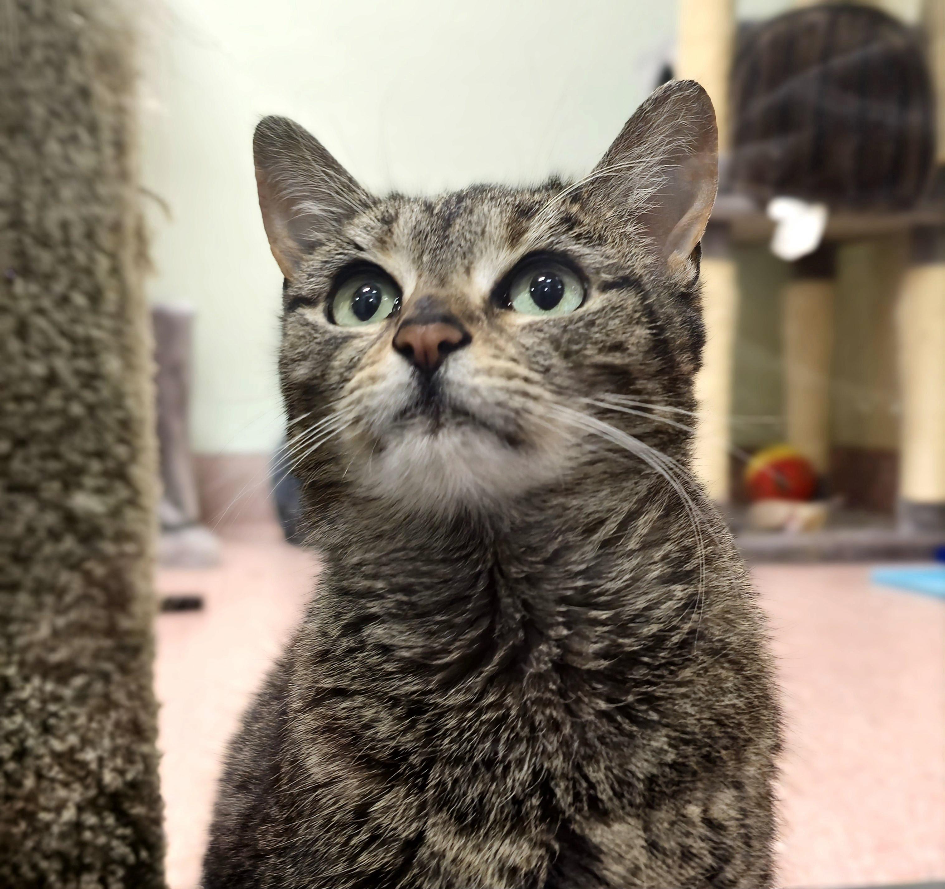 Enlarge Gemma, a Adoptable mixed breed in Briarcliff Manor, NY image 3/6