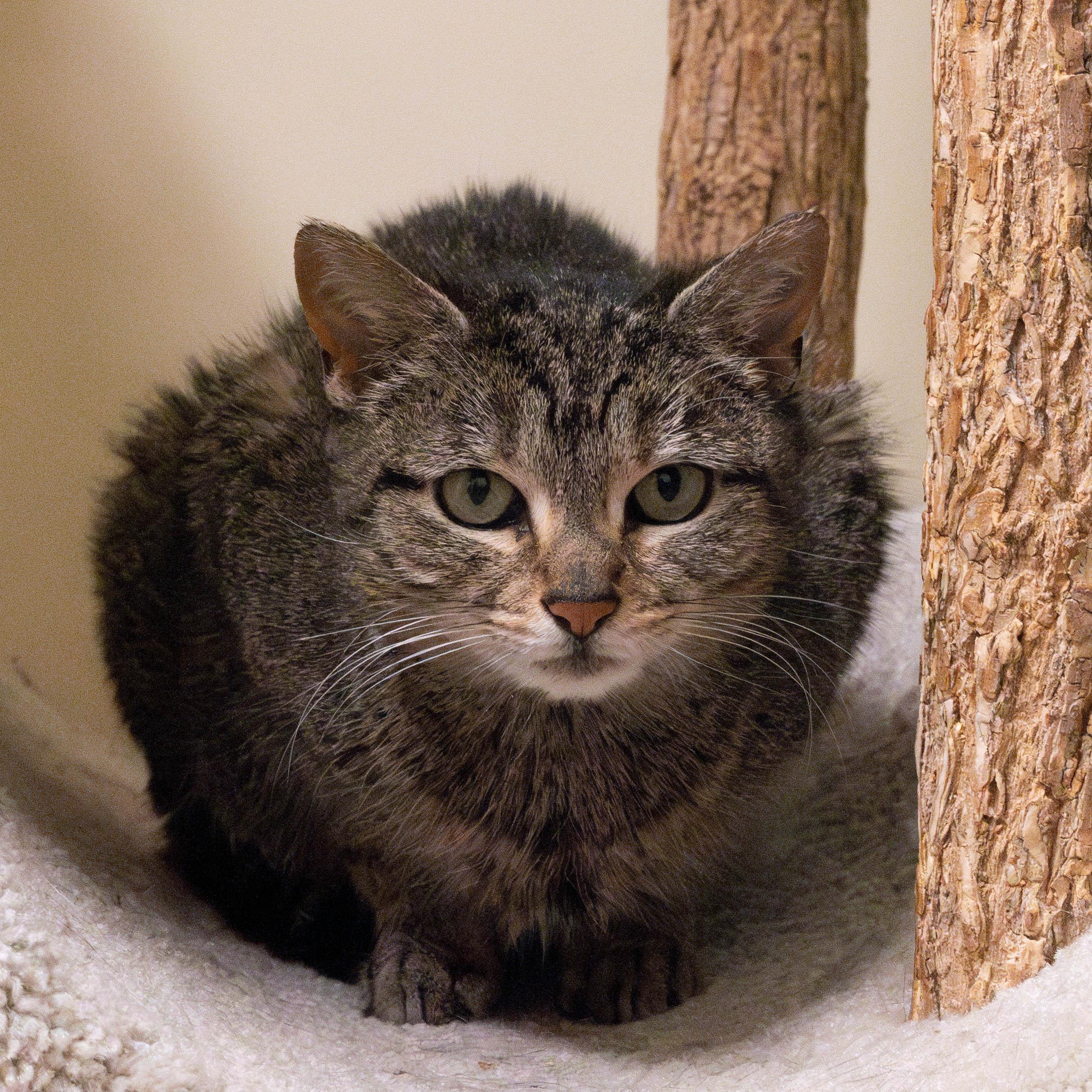 Enlarge Gemma, a Adoptable mixed breed in Briarcliff Manor, NY image 6/6