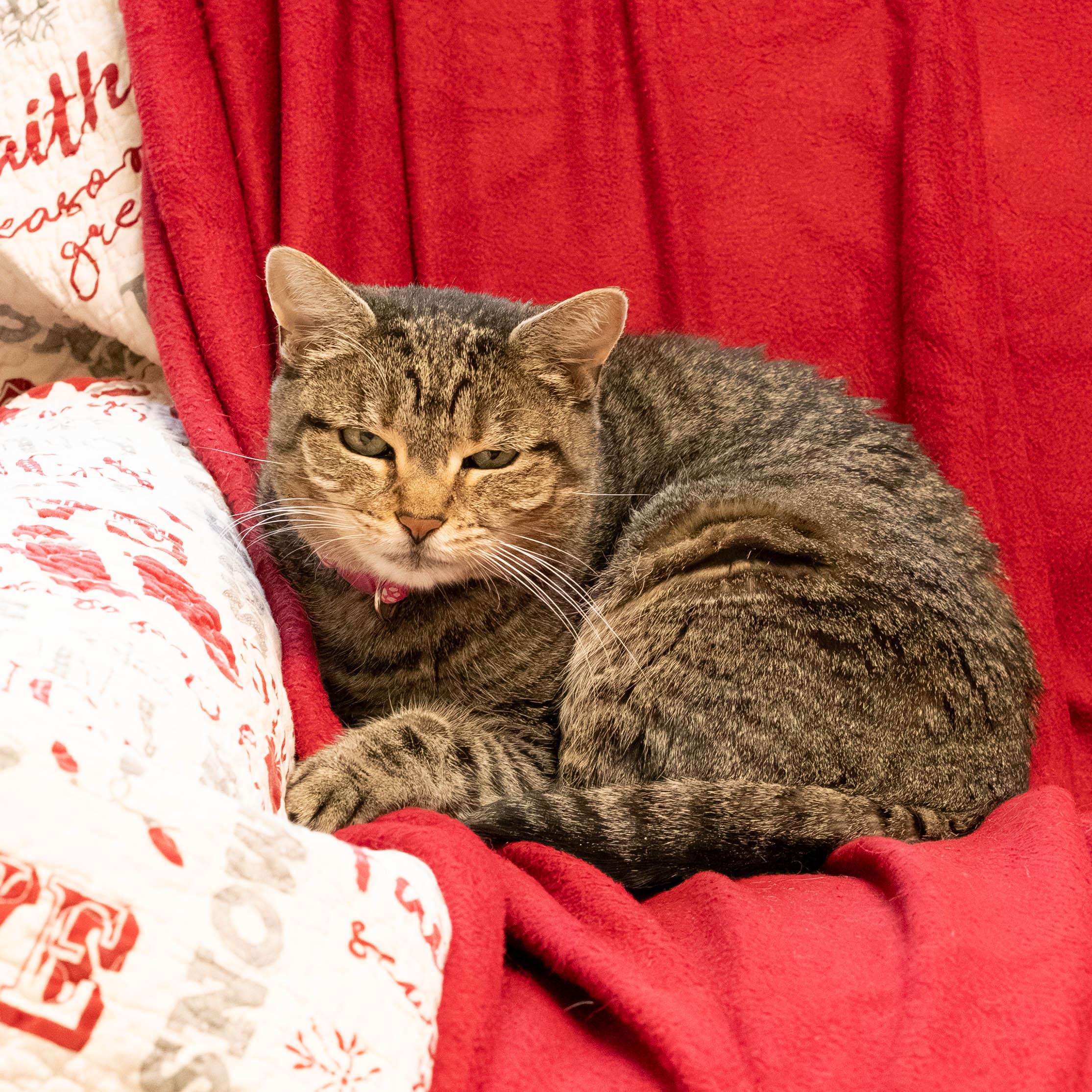 Enlarge Gemma, a Adoptable mixed breed in Briarcliff Manor, NY image 2/6