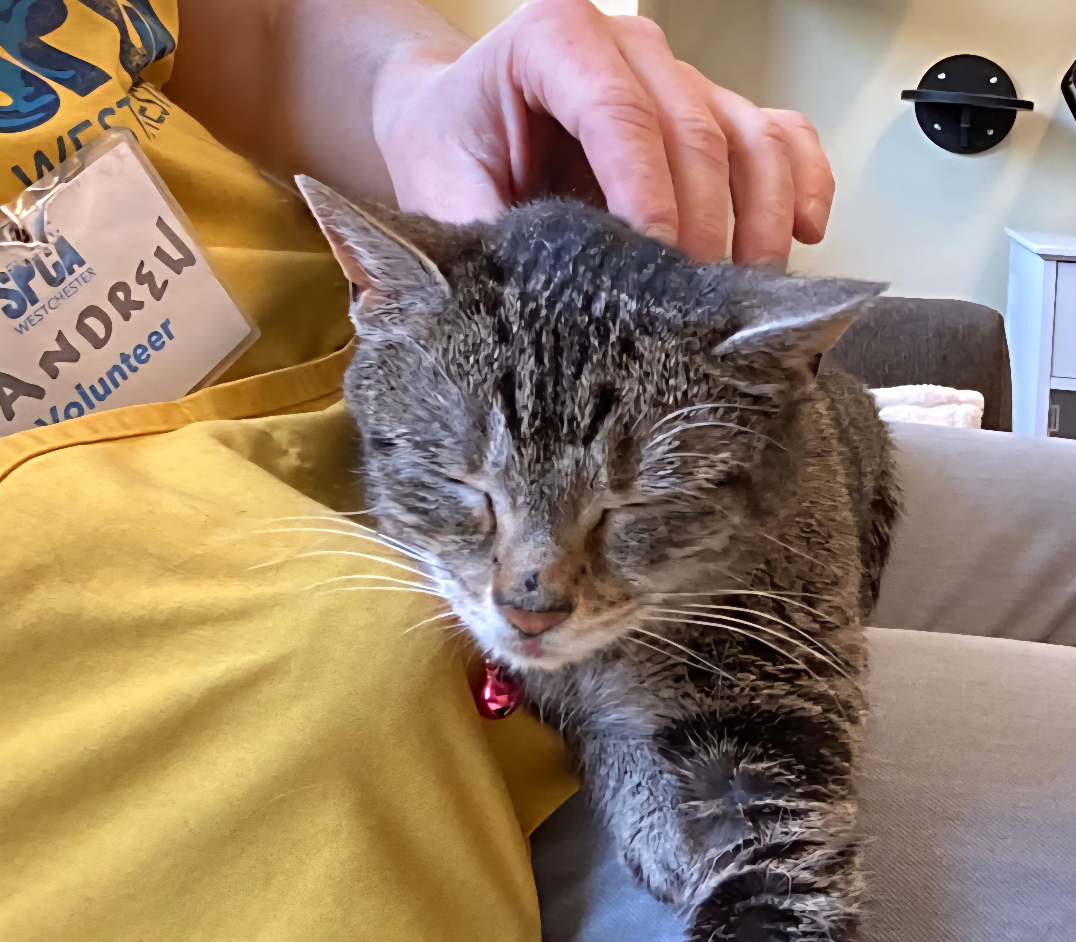 Gemma, Adoptable, Adult Female Tabby & Domestic Short Hair.