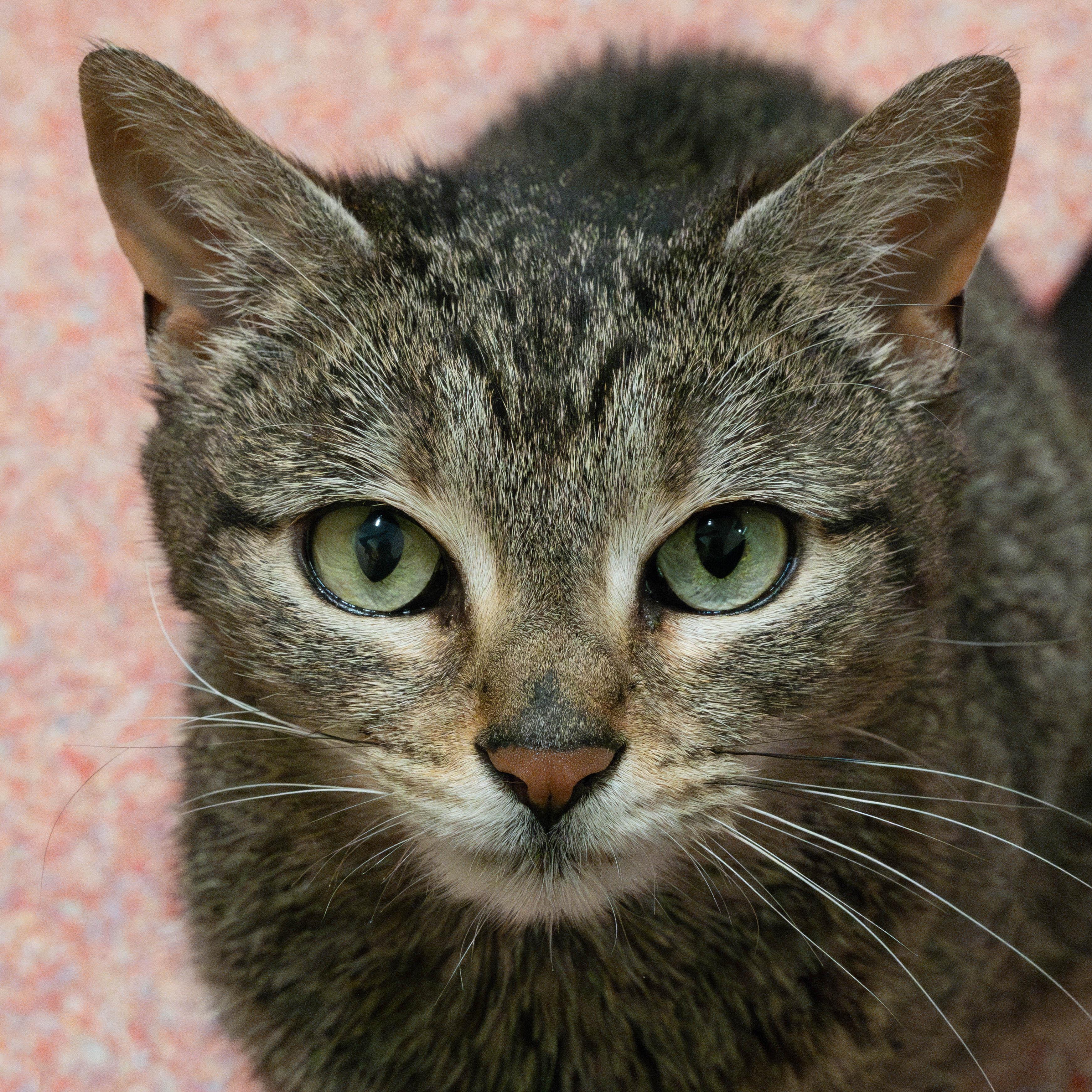 Enlarge Gemma, a Adoptable mixed breed in Briarcliff Manor, NY image 5/6