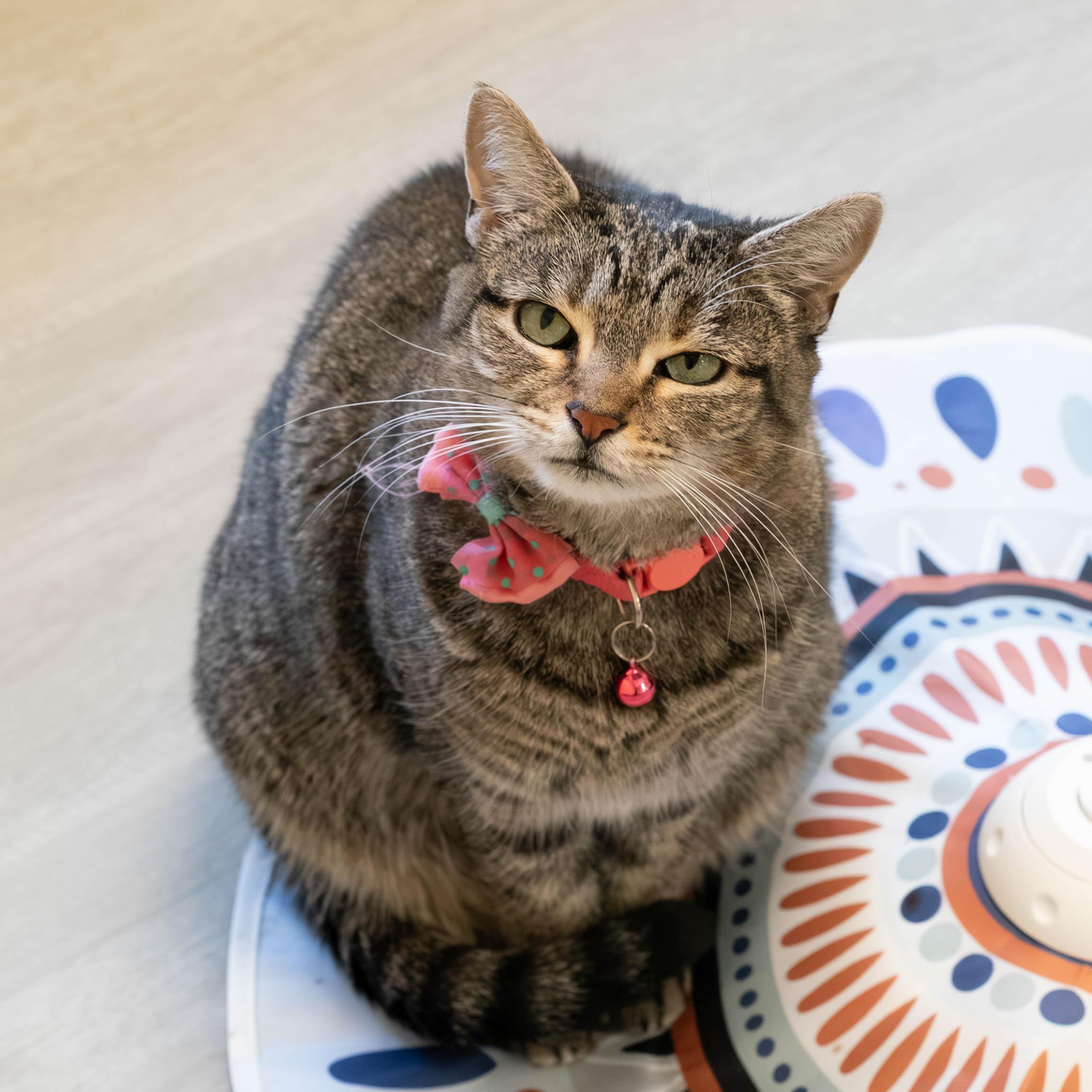 Gemma, Adoptable, Adult Female Tabby & Domestic Short Hair.