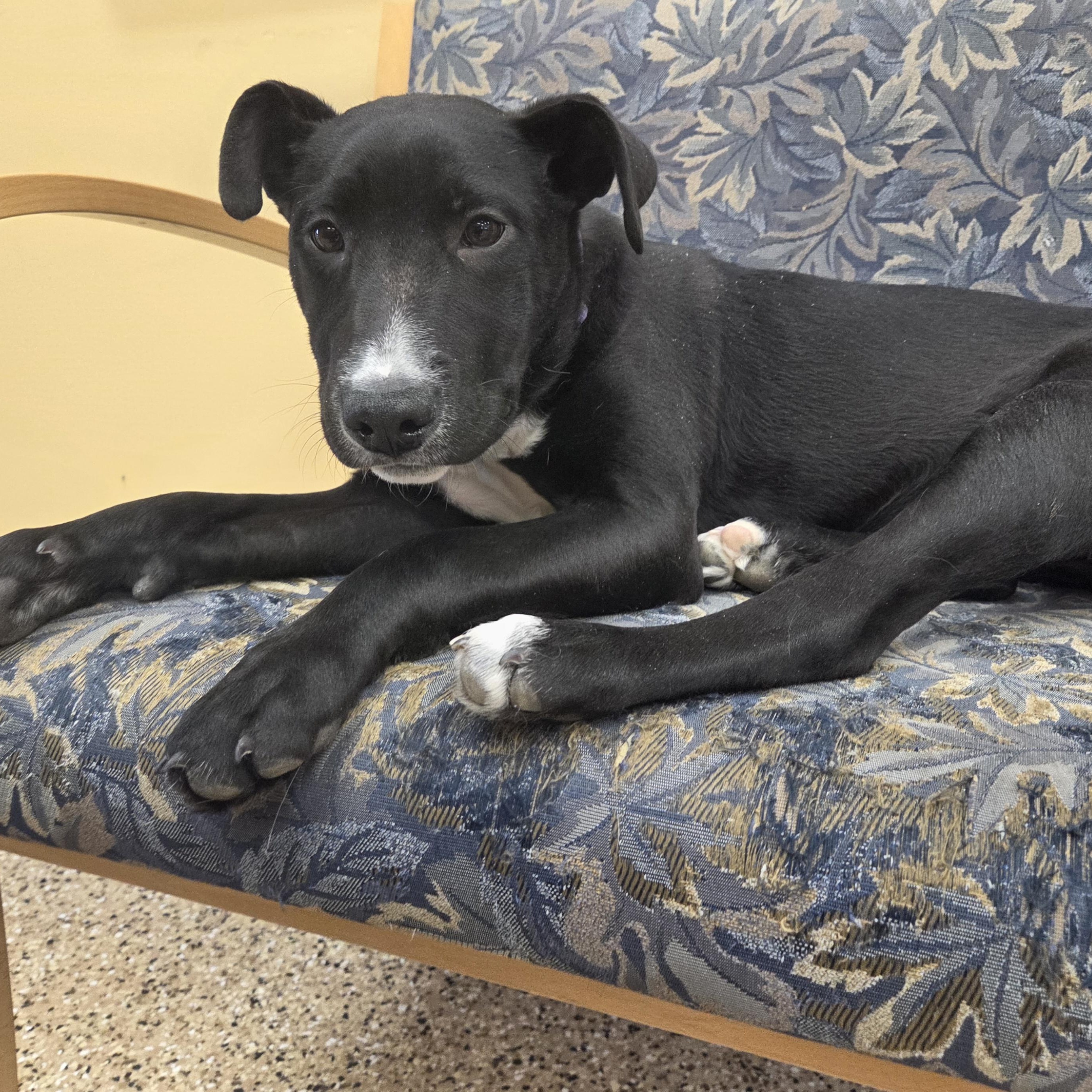 Enlarge Princess, an adopted mixed breed in Park Rapids, MN image 2/3