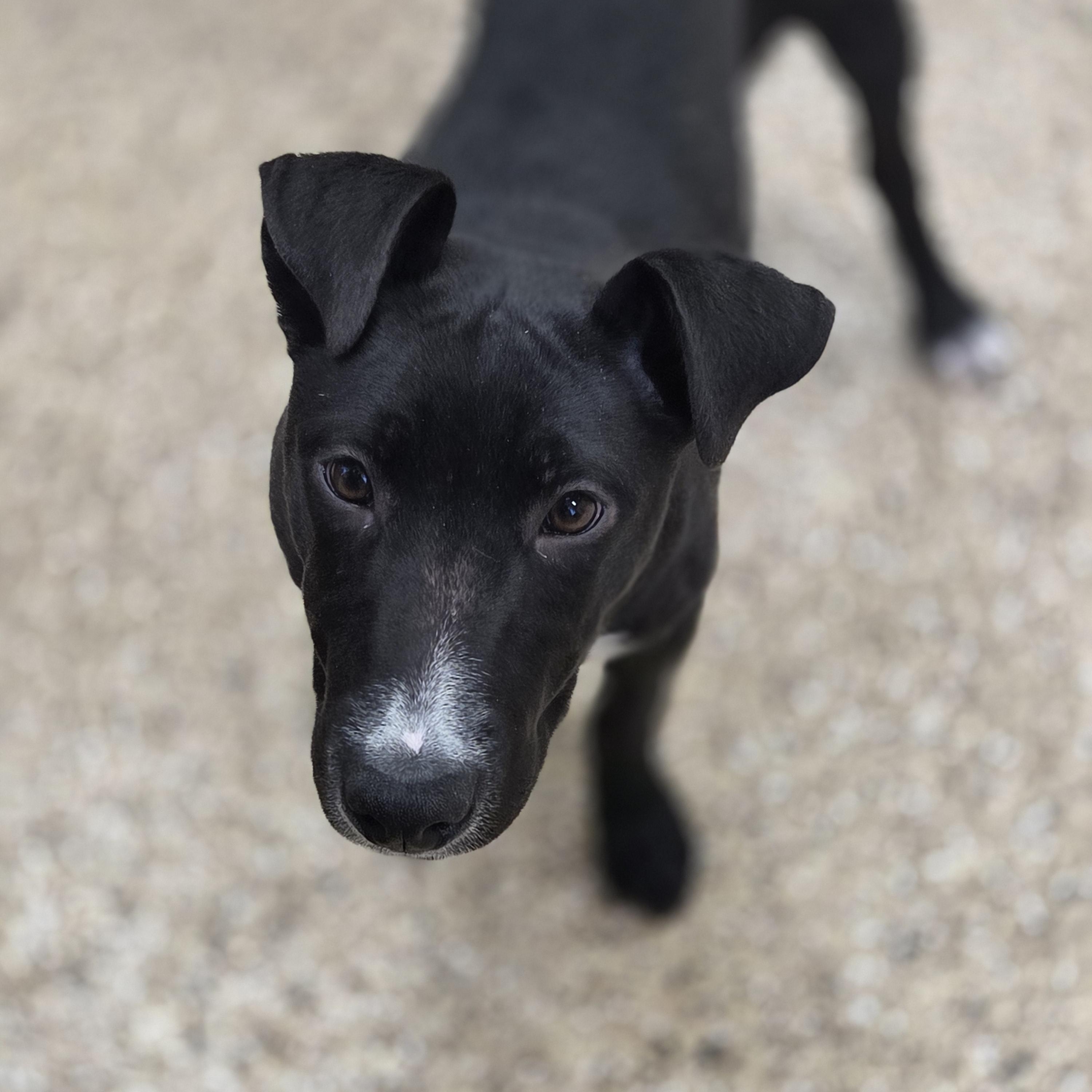 Princess, adopted, Puppy Female Labrador Retriever.