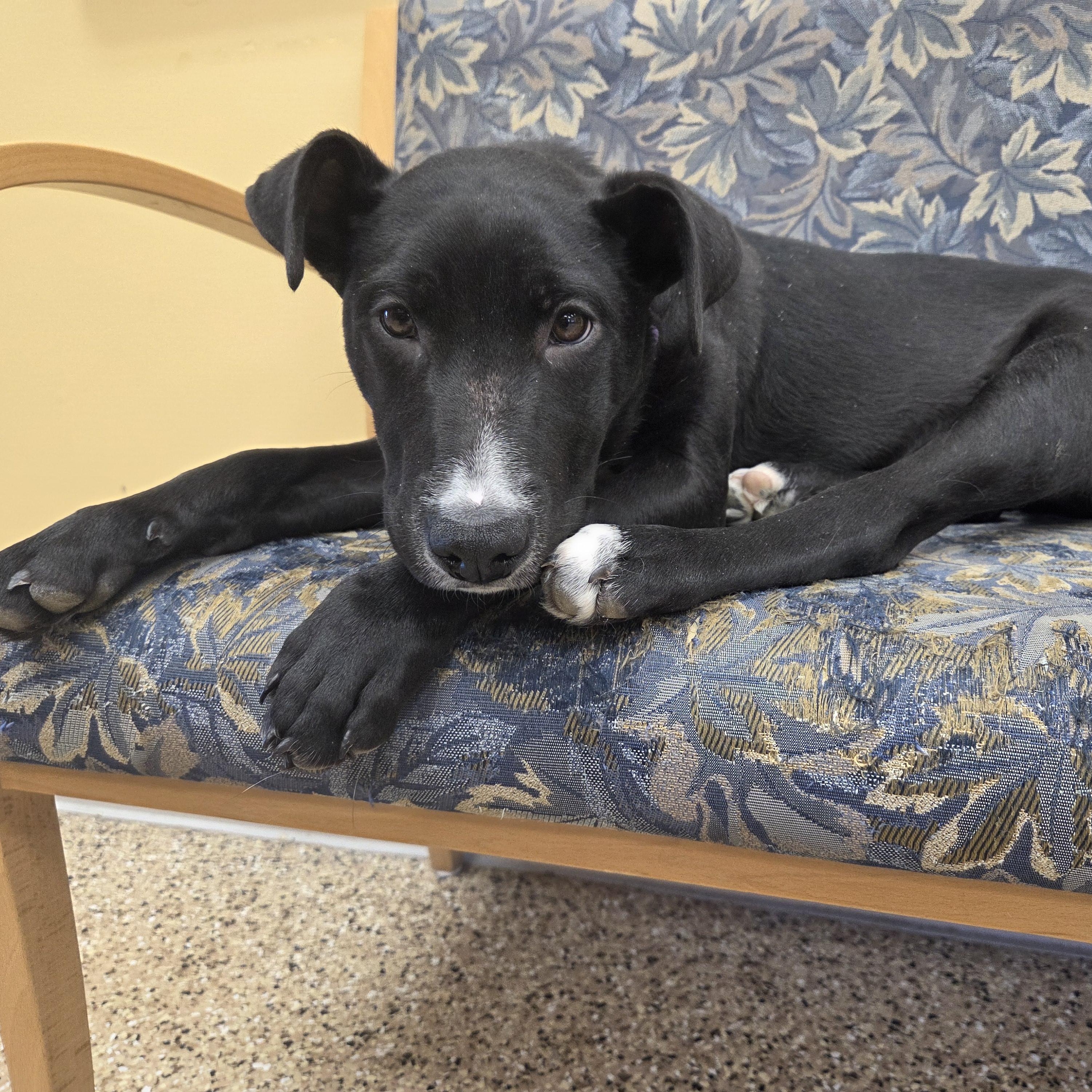 Enlarge Princess, an adopted mixed breed in Park Rapids, MN image 3/3