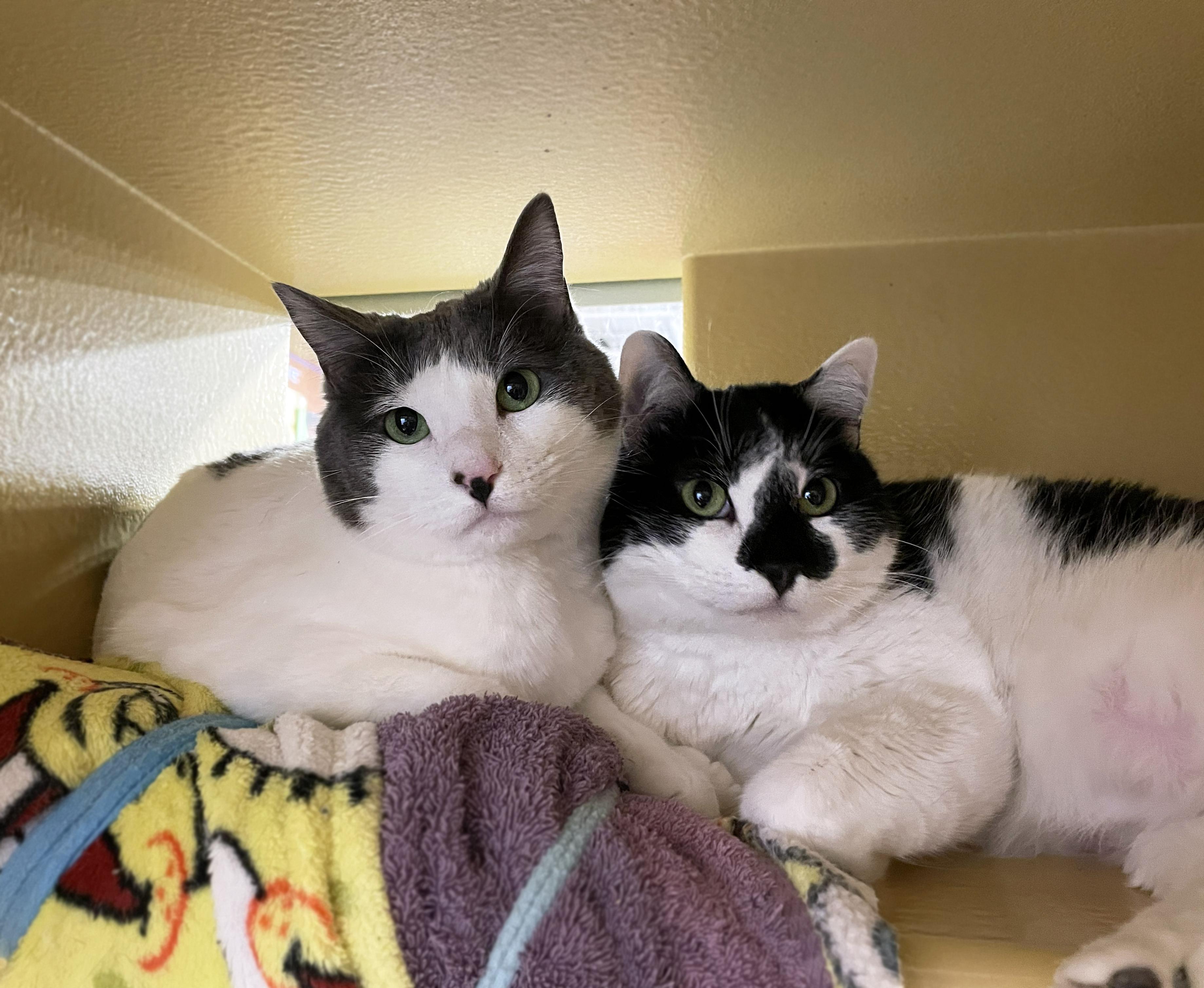 Enlarge Willow (Bonded w/Aspen), a ADOPTABLE Domestic Short Hair in Centerville, UT image 2/6