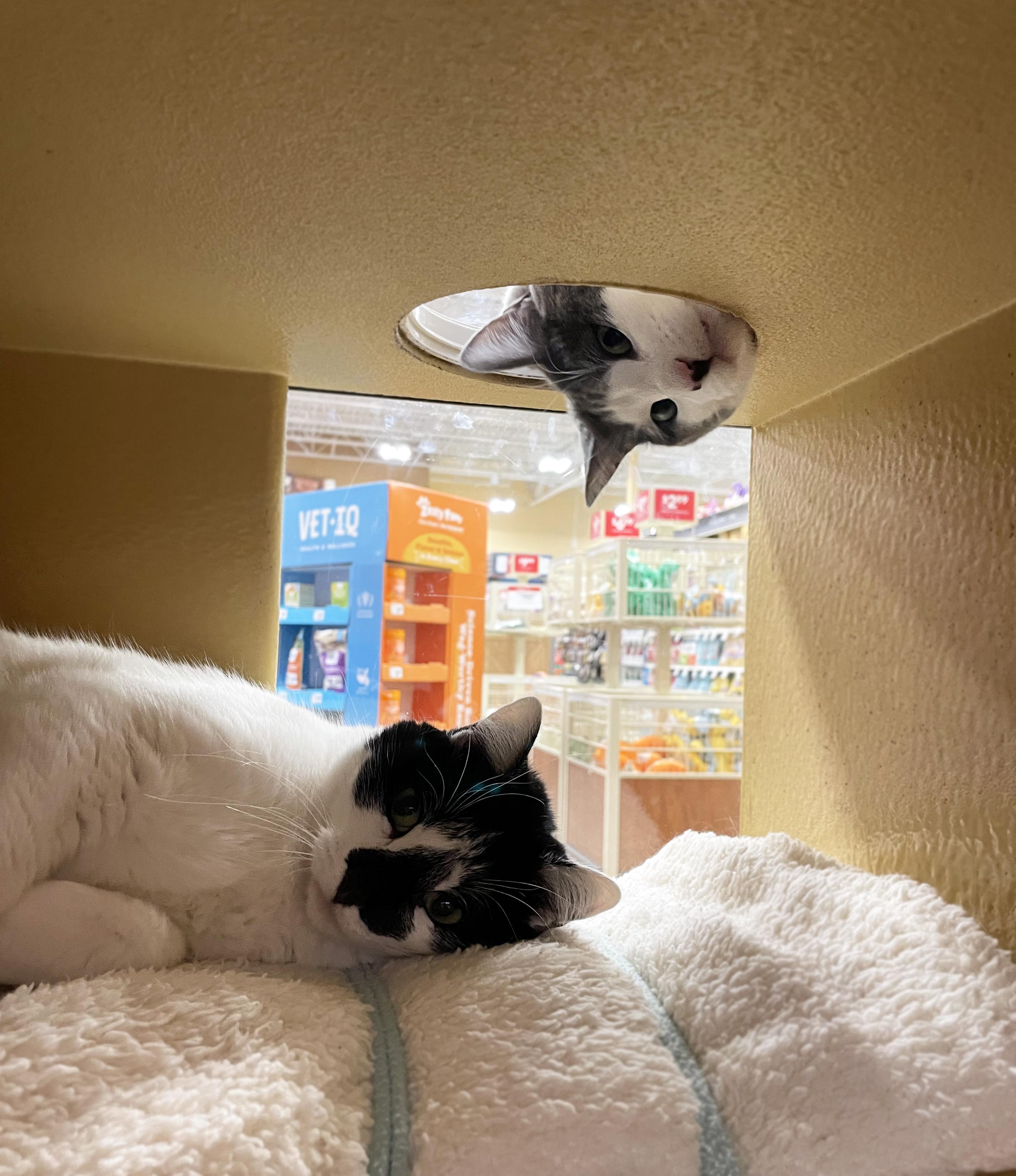 Enlarge Willow (Bonded w/Aspen), a ADOPTABLE Domestic Short Hair in Centerville, UT image 5/6