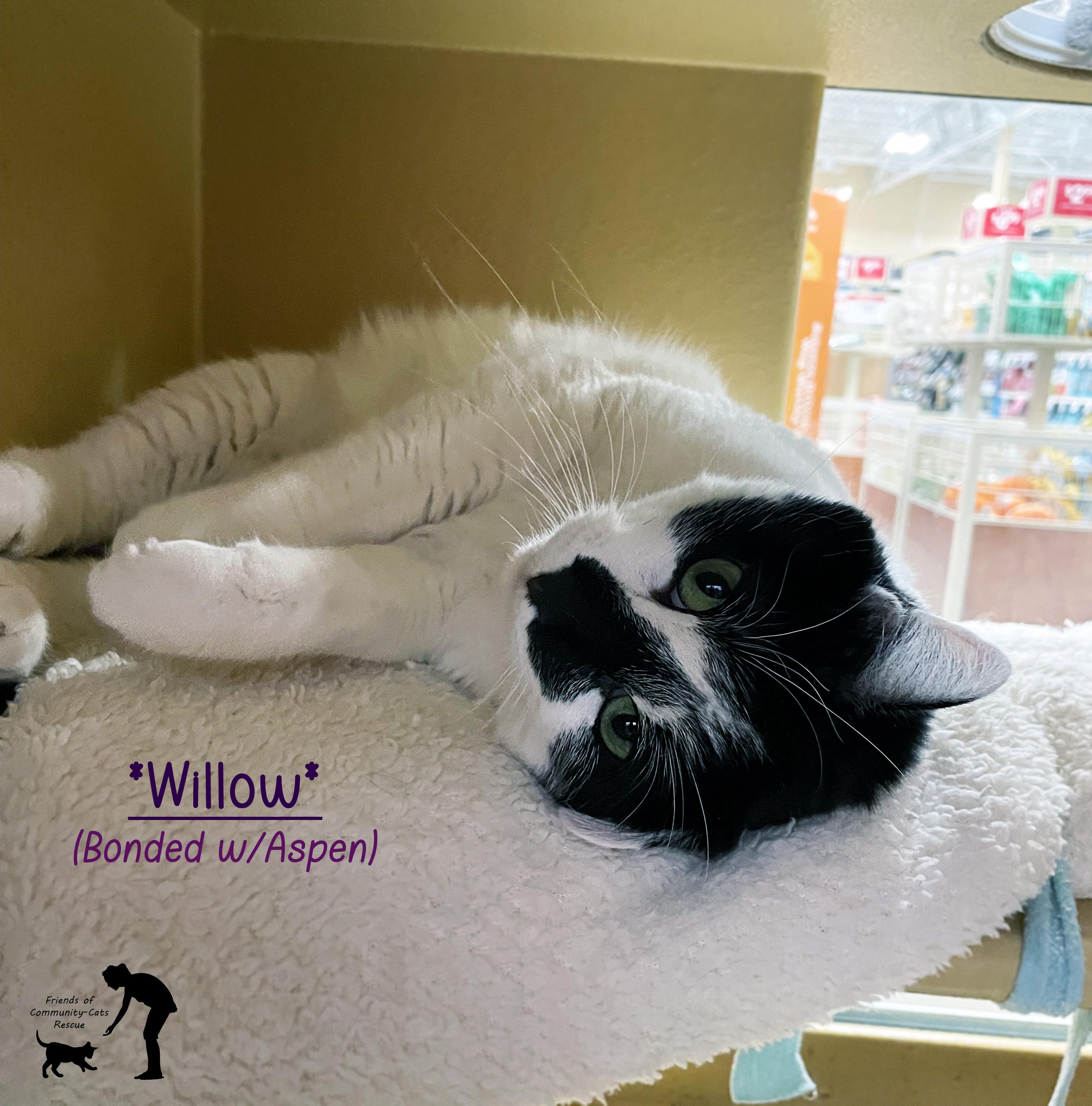 Willow (Bonded w/Aspen), ADOPTABLE, Adult Female Domestic Short Hair.