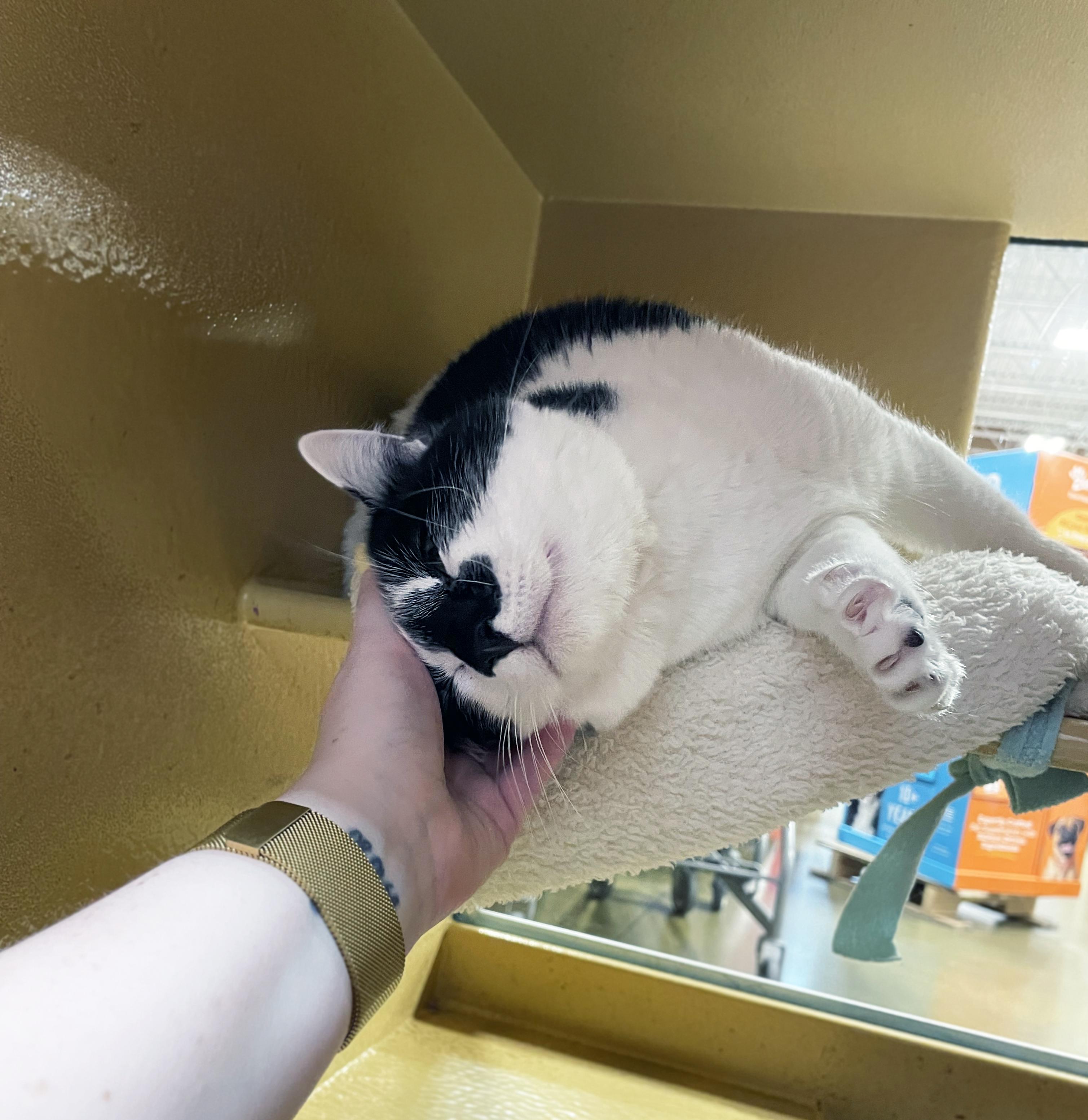 Enlarge Willow (Bonded w/Aspen), a ADOPTABLE Domestic Short Hair in Centerville, UT image 6/6