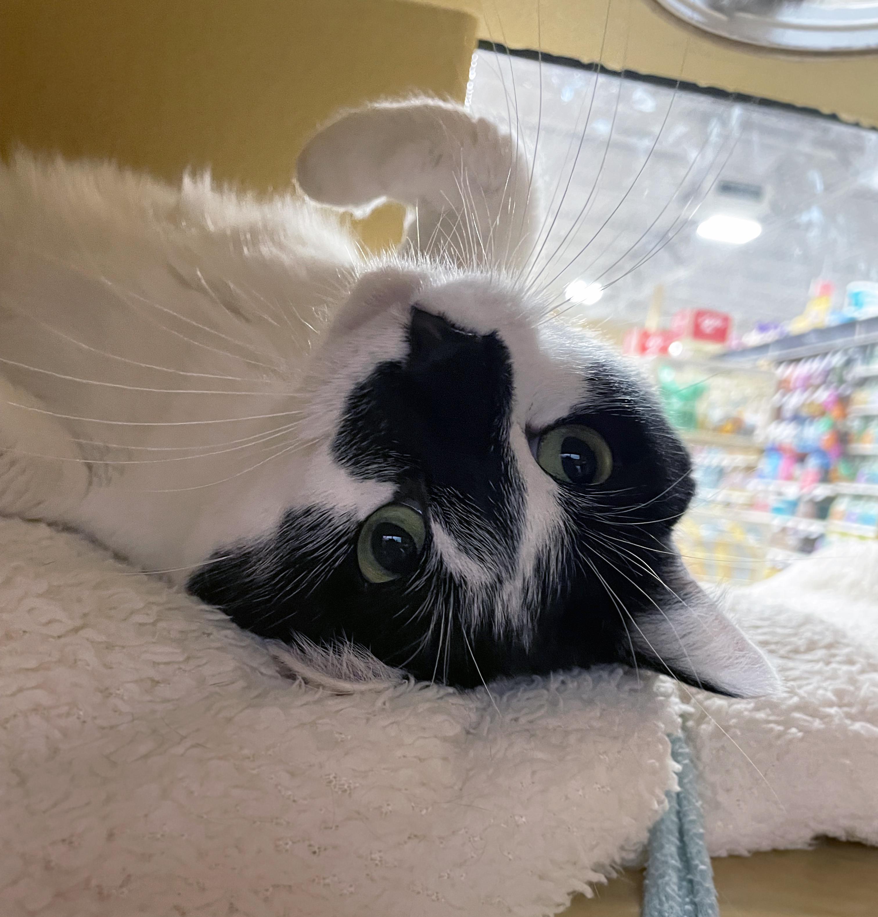 Enlarge Willow (Bonded w/Aspen), a ADOPTABLE Domestic Short Hair in Centerville, UT image 4/6