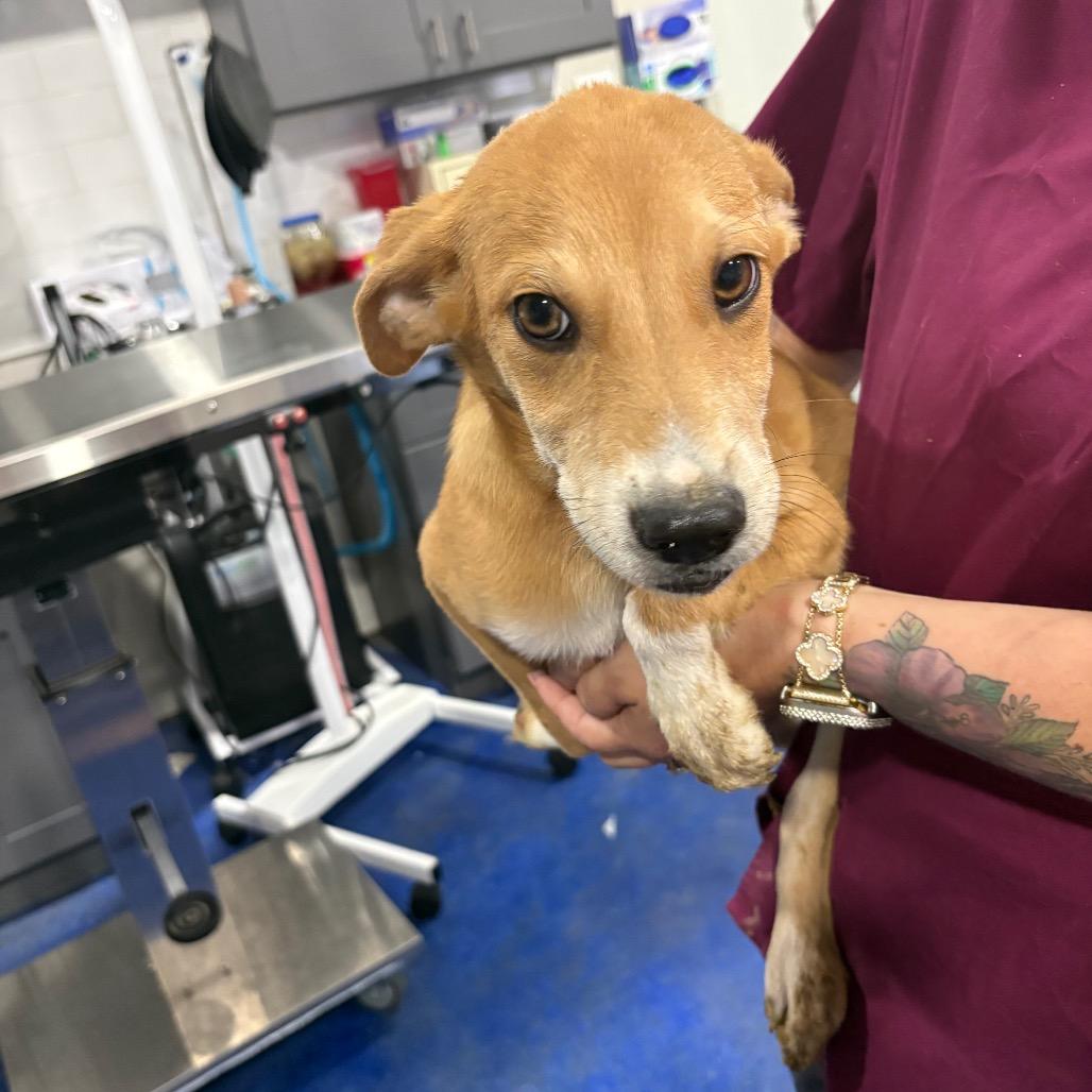 Chogi, ADOPTABLE, Puppy Male Border Collie.