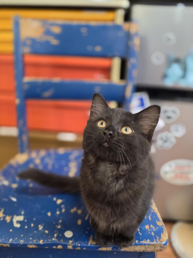 Enlarge Raisin, a Adoptable mixed breed in Wild Rose, WI image 1/5