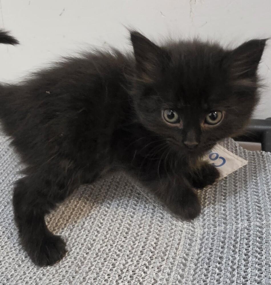 Enlarge Raisin, a Adoptable mixed breed in Wild Rose, WI image 4/5