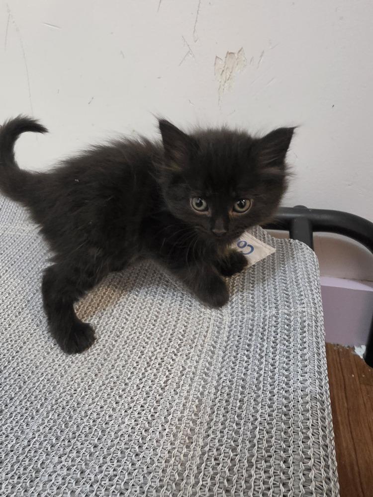 Enlarge Raisin, a Adoptable mixed breed in Wild Rose, WI image 3/5